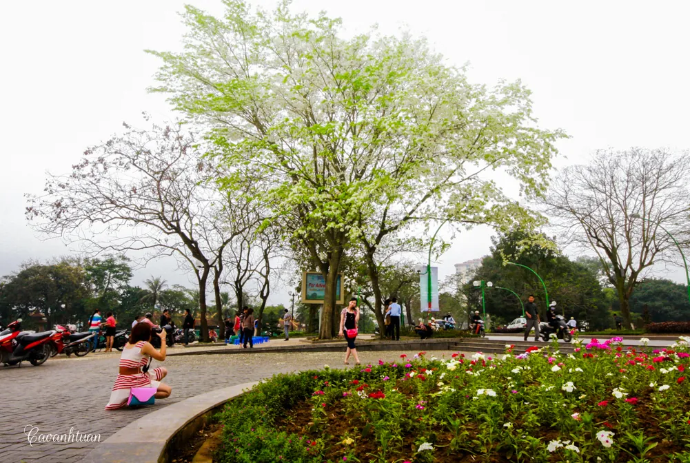 Hoa sưa phủ tuyết trên đường phố Hà Nội