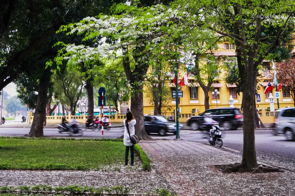 Hoa sưa phủ tuyết trên đường phố Hà Nội