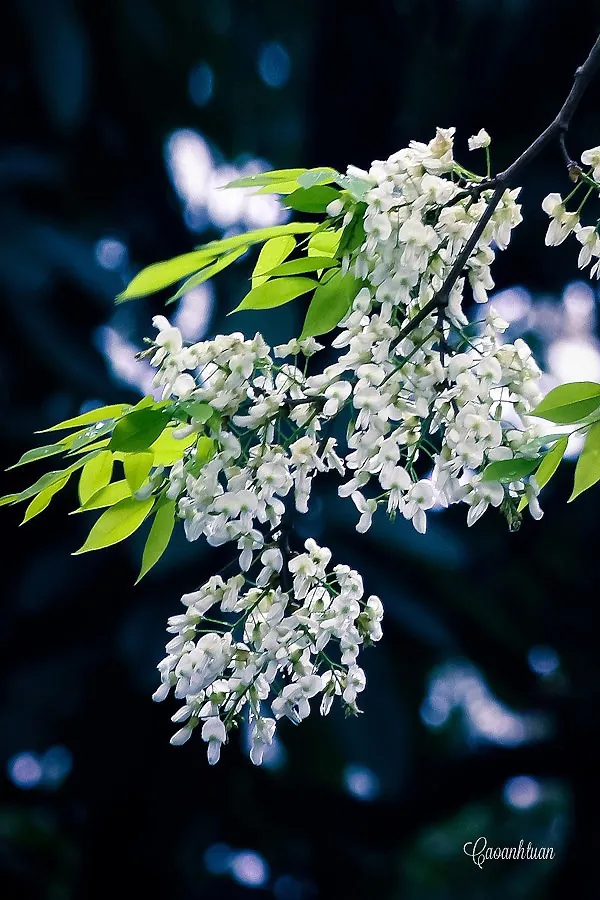 Hoa sưa phủ tuyết trên đường phố Hà Nội