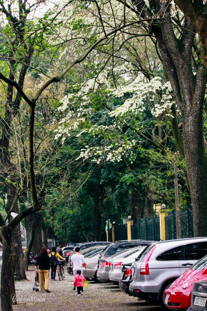 Hoa sưa phủ tuyết trên đường phố Hà Nội