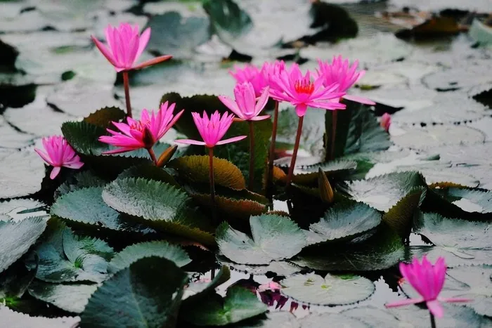 hoa súng suối yến mùa thu