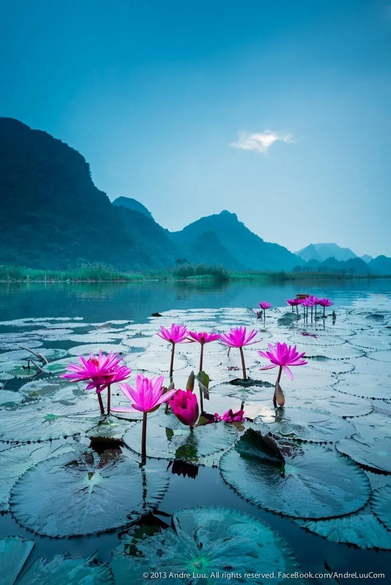 hoa súng suối yến mùa thu