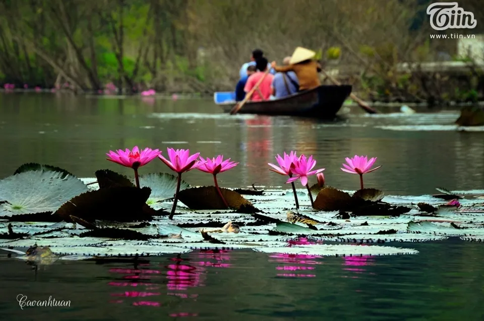 hoa súng suối yến mùa thu