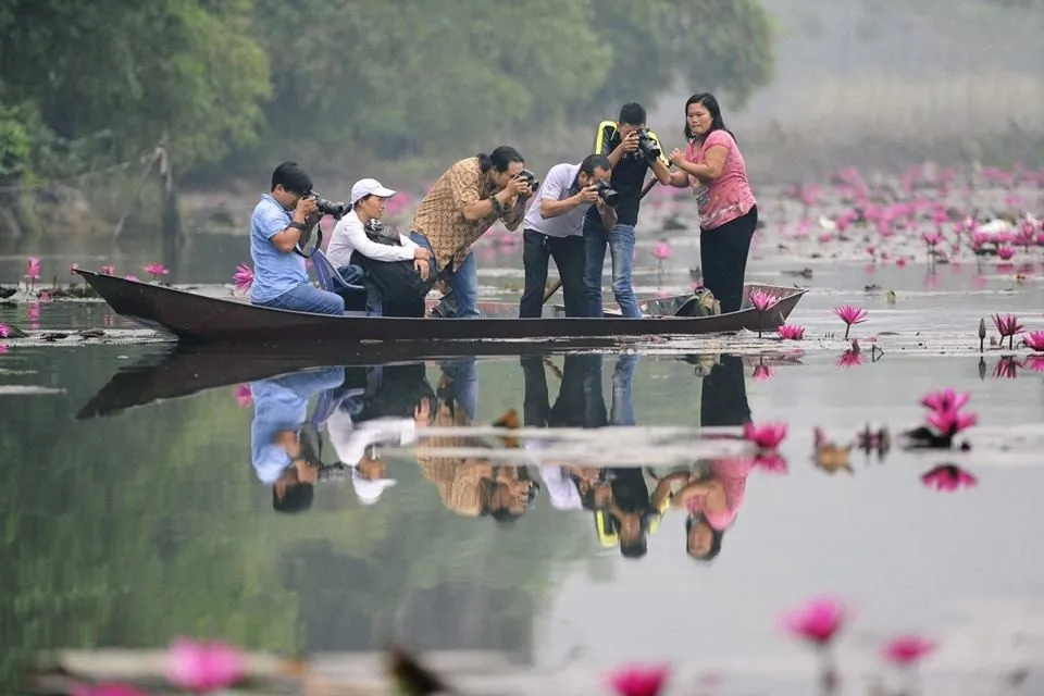 hoa súng suối yến mùa thu