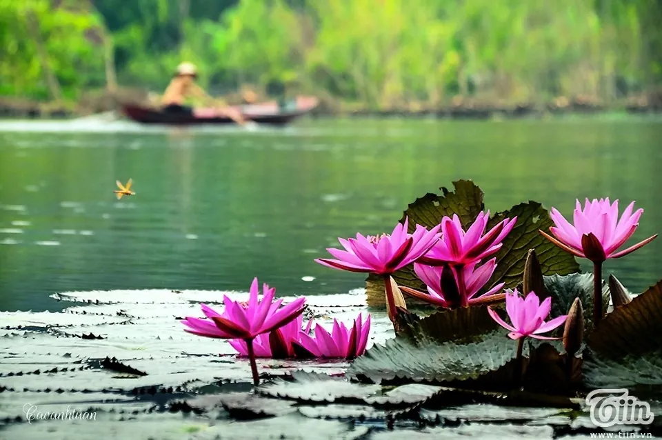 hoa súng suối yến mùa thu
