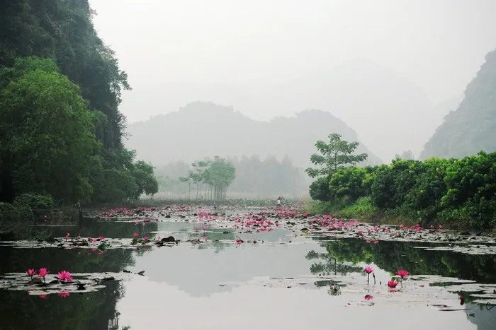 hoa súng suối yến mùa thu