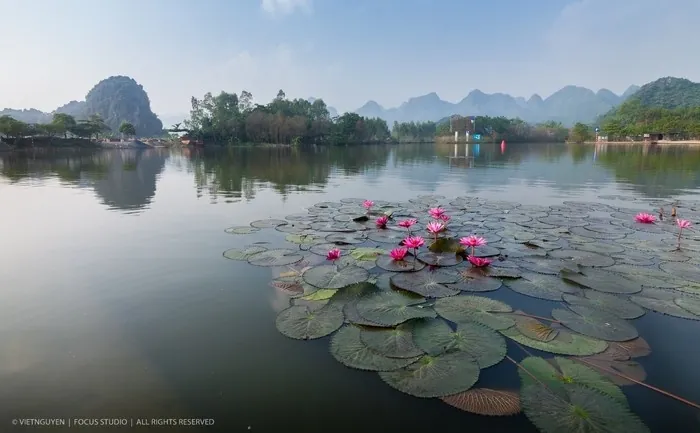 hoa súng suối yến mùa thu
