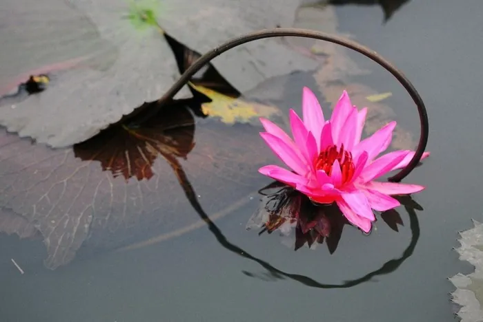 hoa súng suối yến mùa thu