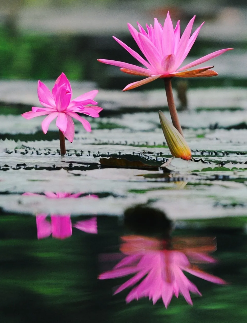hoa súng suối yến mùa thu