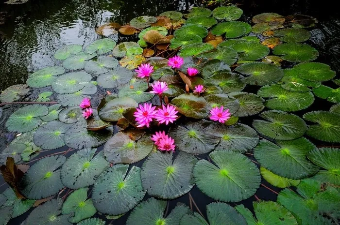 hoa súng suối yến mùa thu