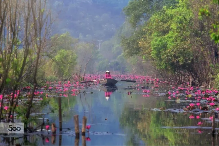 hoa súng suối yến mùa thu