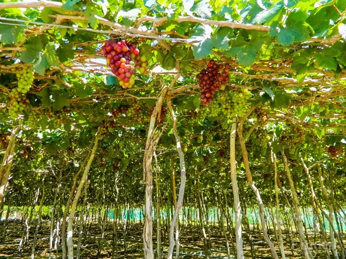 Khám phá cung đường phượt ven biển Ninh Chữ Bình Tiên