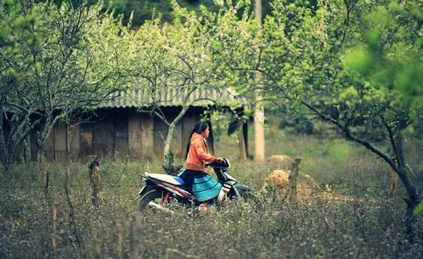 Kinh nghiệm du lịch bụi Mộc Châu Kinh nghiệm du lịch Mộc Châu