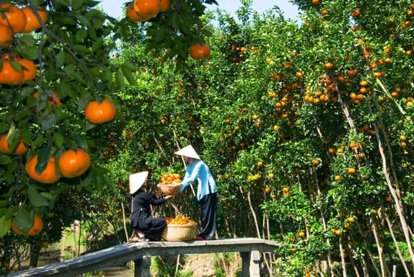 Kinh nghiệm du lịch miệt vườn Nam Bộ