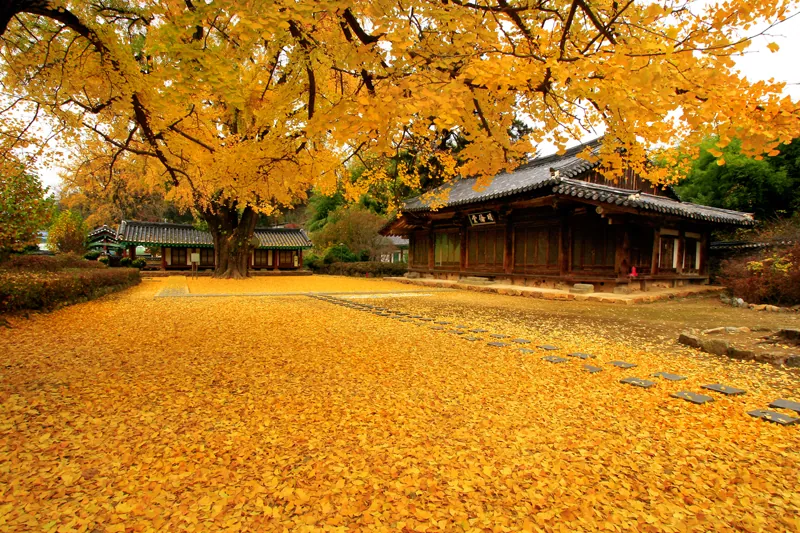 Lạc bước đến Jeonju viên ngọc quý của du lịch Hàn Quốc Làng văn hoá dân tộc Jeonju ngập sắc vàng vào mùa thu.