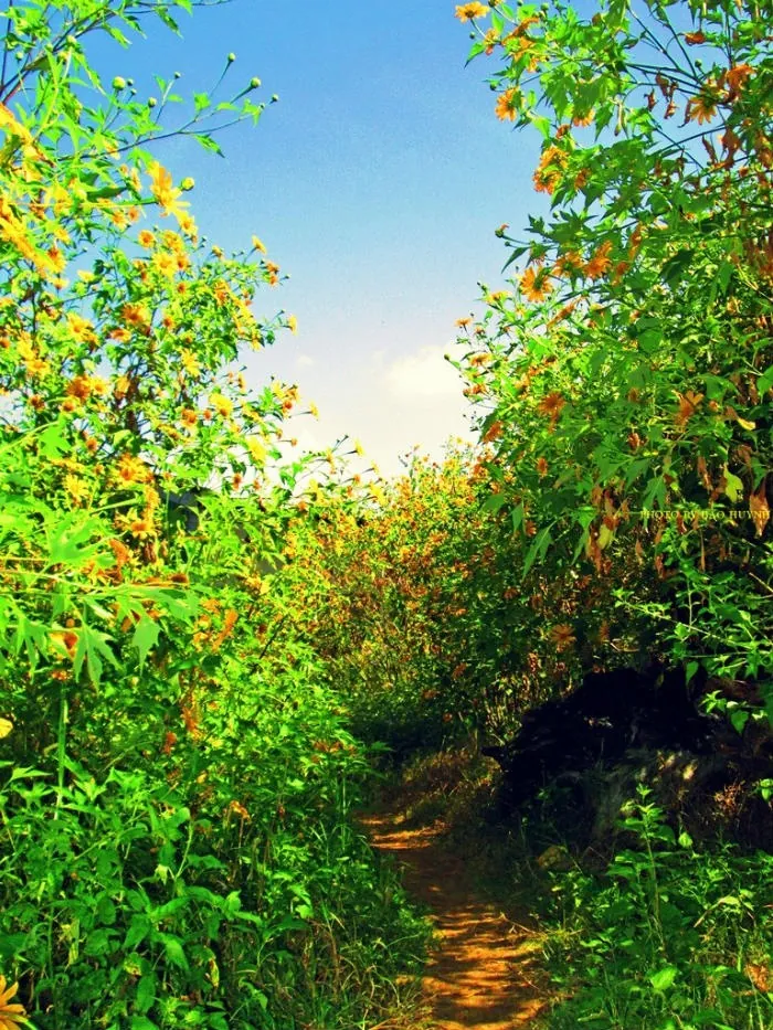 Lạc vào những thiên đường dã quỳ ở Đà Lạt Lạc vào những thiên đường dã quỳ ở Đà Lạt