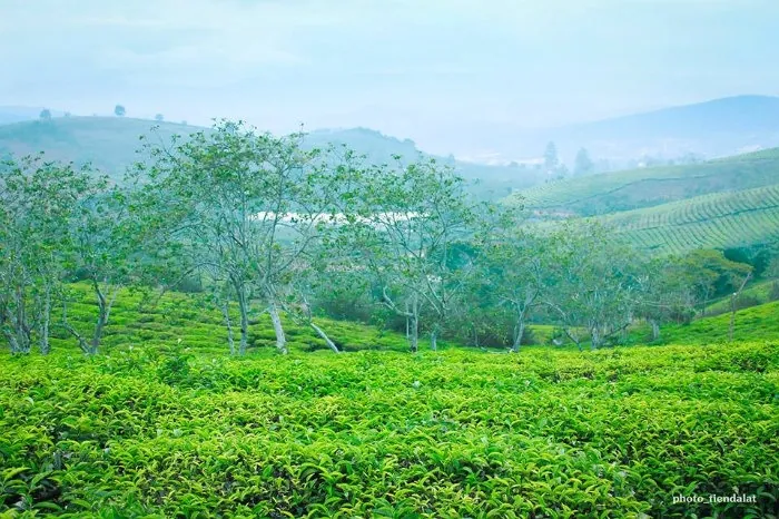 Mê mẩn đất trời Đà Lạt sang thu Mê mẩn đất trời Đà Lạt sang thu