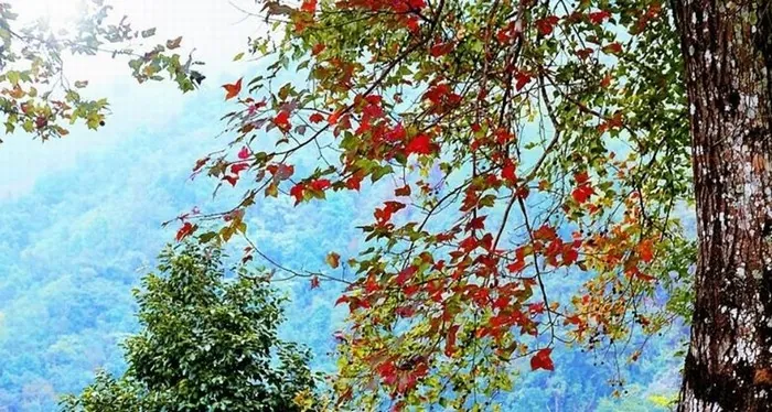 Mê mẩn sắc phong đỏ giữa núi rừng Việt Nam Mê mẩn sắc phong đỏ giữa núi rừng Việt Nam