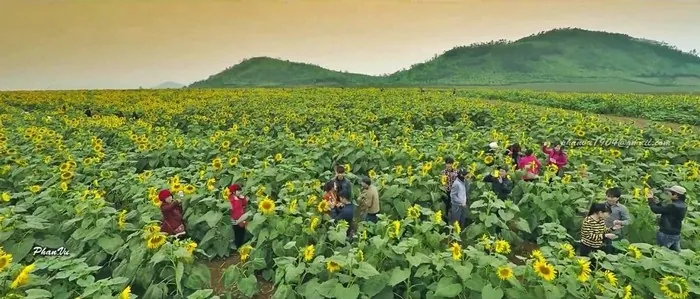 Mê mẩn với đồi hoa mặt trời quyến rũ trên đất Việt Mê mẩn với đồi hoa mặt trời quyến rũ trên đất Việt