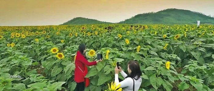 Mê mẩn với đồi hoa mặt trời quyến rũ trên đất Việt Mê mẩn với đồi hoa mặt trời quyến rũ trên đất Việt