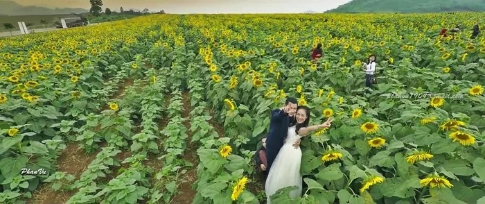 Mê mẩn với đồi hoa mặt trời quyến rũ trên đất Việt Mê mẩn với đồi hoa mặt trời quyến rũ trên đất Việt