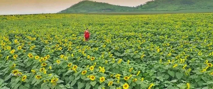 Mê mẩn với đồi hoa mặt trời quyến rũ trên đất Việt Mê mẩn với đồi hoa mặt trời quyến rũ trên đất Việt