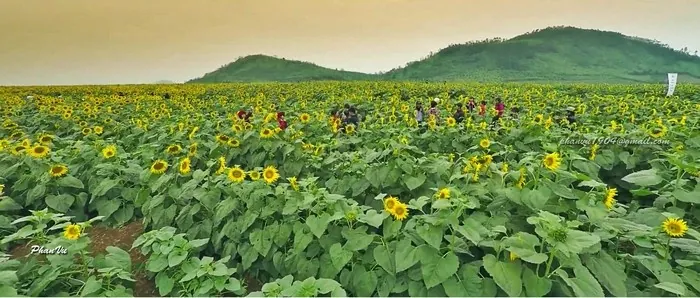 Mê mẩn với đồi hoa mặt trời quyến rũ trên đất Việt Mê mẩn với đồi hoa mặt trời quyến rũ trên đất Việt