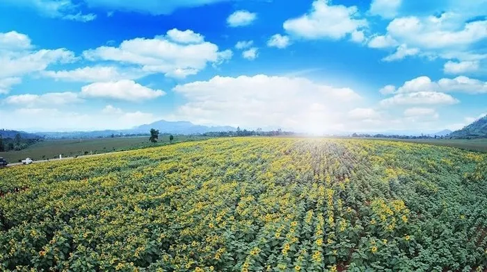 Mê mẩn với đồi hoa mặt trời quyến rũ trên đất Việt Mê mẩn với đồi hoa mặt trời quyến rũ trên đất Việt