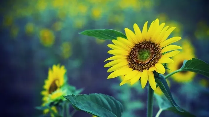 Mê mẩn với đồi hoa mặt trời quyến rũ trên đất Việt Mê mẩn với đồi hoa mặt trời quyến rũ trên đất Việt