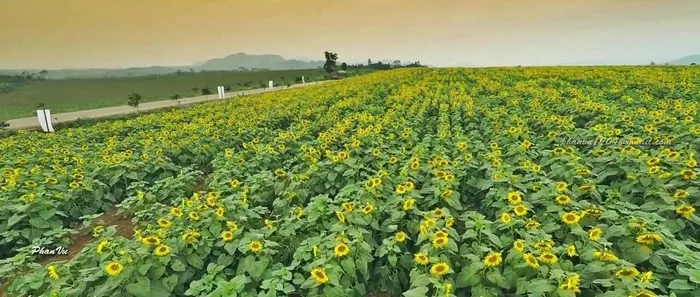 Mê mẩn với đồi hoa mặt trời quyến rũ trên đất Việt Mê mẩn với đồi hoa mặt trời quyến rũ trên đất Việt