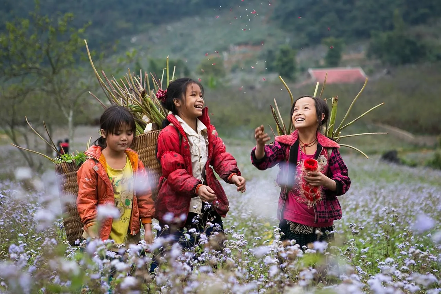 Mộc Châu - nơi tình yêu bắt đầu Mộc Châu - nơi tình yêu bắt đầu