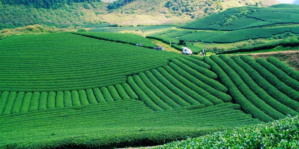 Mộc Châu - nơi tình yêu bắt đầu