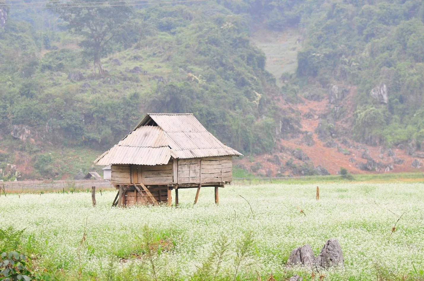 Mộc Châu - nơi tình yêu bắt đầu Mộc Châu - nơi tình yêu bắt đầu