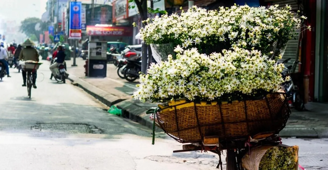 Mùa cúc họa mi về Hà Nội Mùa cúc họa mi về Hà Nội
