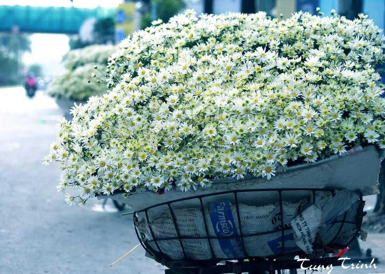 Mùa cúc họa mi về Hà Nội Mùa cúc họa mi về Hà Nội