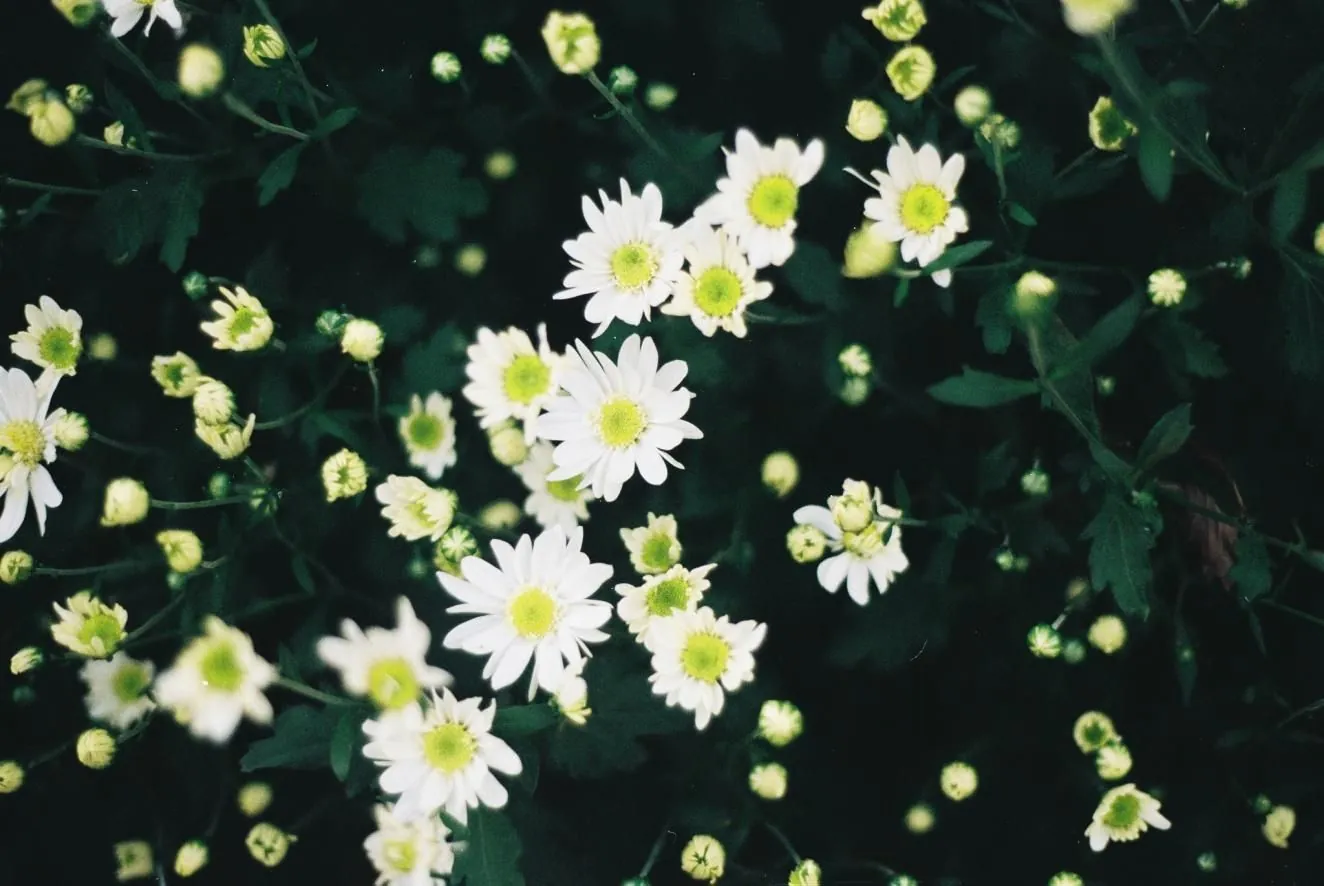 Mùa cúc họa mi về Hà Nội