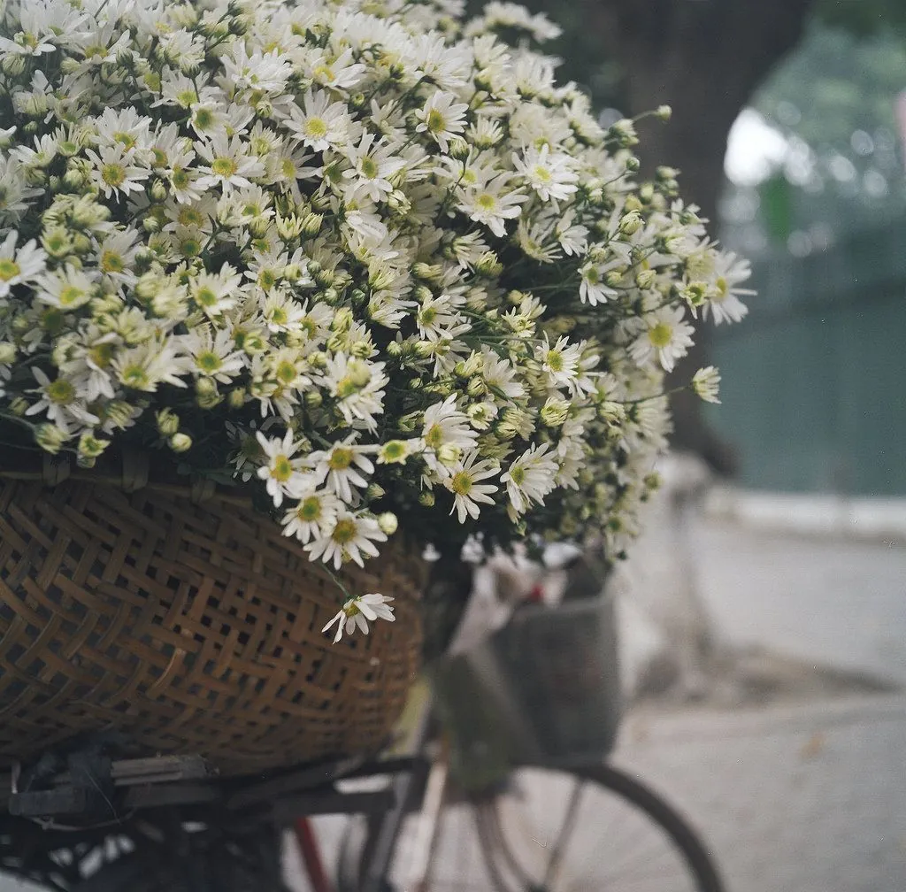 Mùa cúc họa mi về Hà Nội