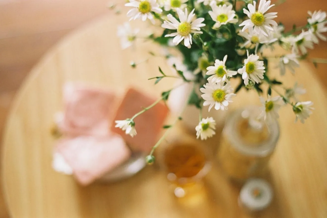 Mùa cúc họa mi về Hà Nội Mùa cúc họa mi về Hà Nội