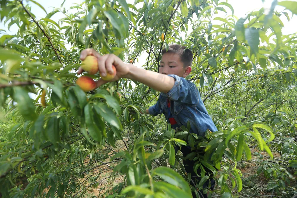 Mùa đào chín đỏ trên cao nguyên Mộc Châu