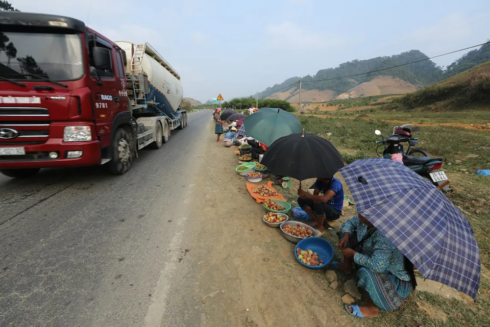 Mùa đào chín đỏ trên cao nguyên Mộc Châu