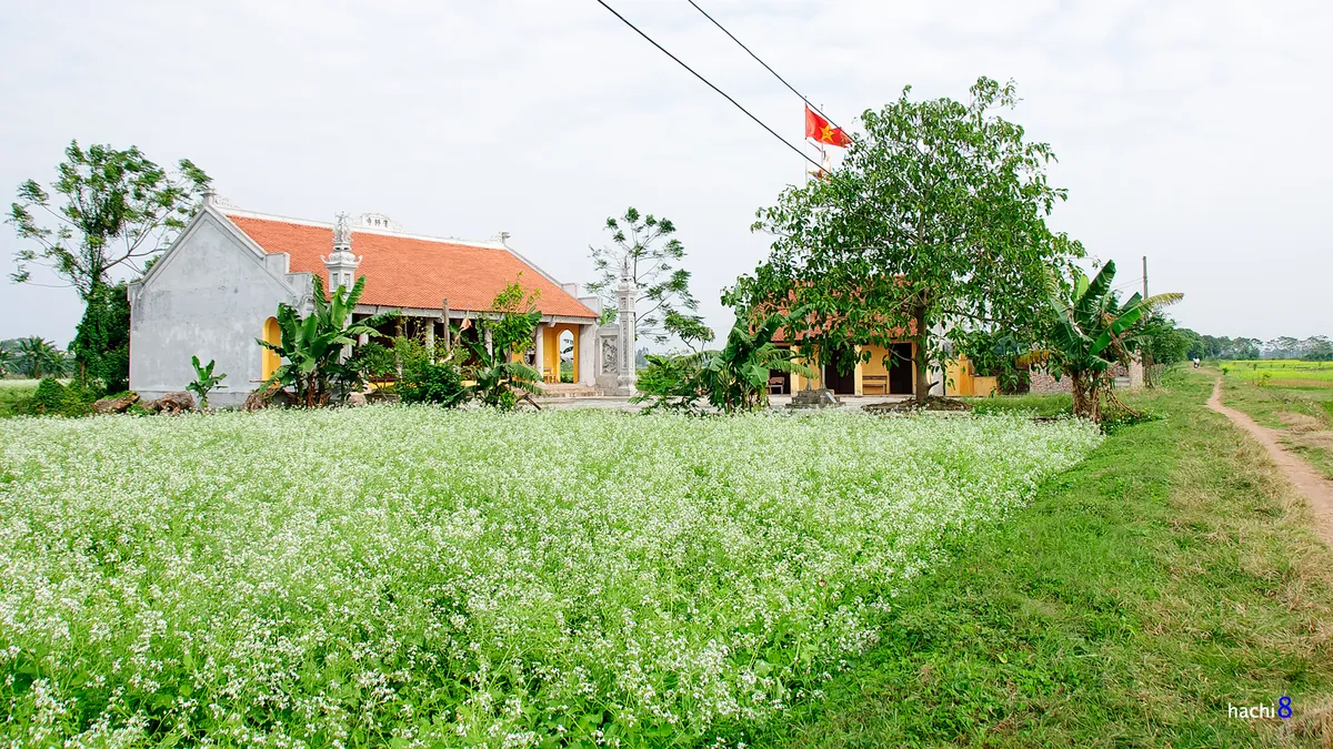 Mùa hoa cải bên sông Đuống Mùa hoa cải bên sông Đuống
