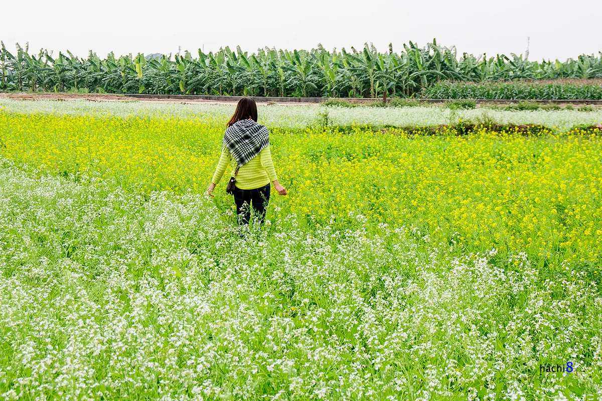 Mùa hoa cải bên sông Đuống Mùa hoa cải bên sông Đuống