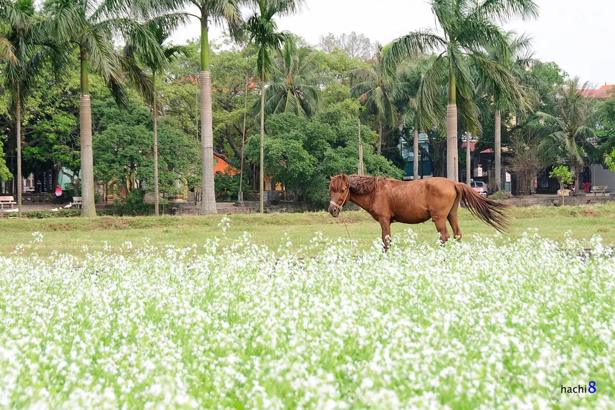 Mùa hoa cải bên sông Đuống Mùa hoa cải bên sông Đuống