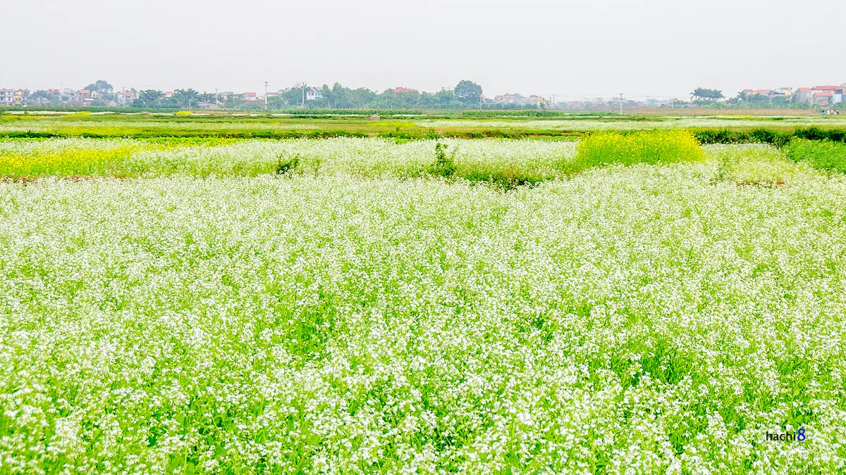 Mùa hoa cải bên sông Đuống Mùa hoa cải bên sông Đuống