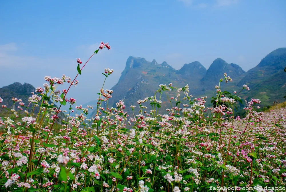Mùa hoa tam giác mạch mơ màng trên cao nguyên đá