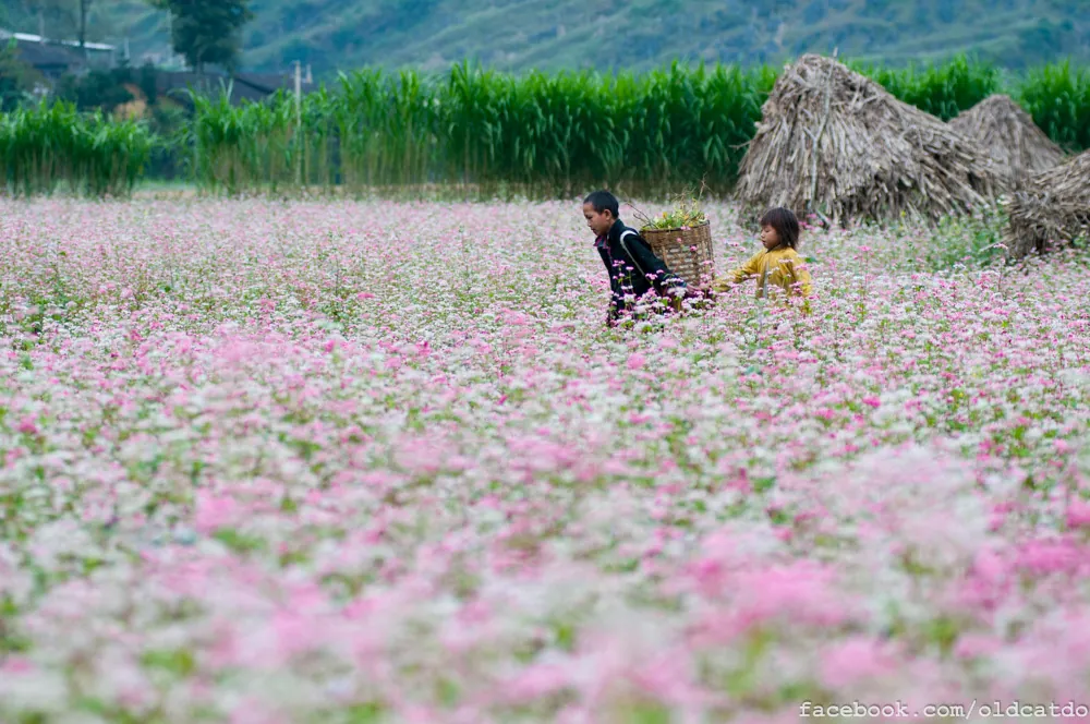 Mùa hoa tam giác mạch mơ màng trên cao nguyên đá