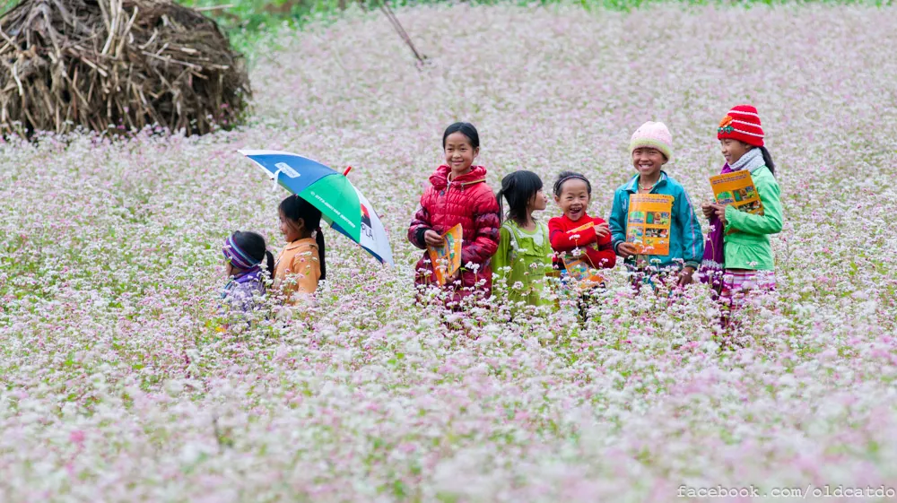 Mùa hoa tam giác mạch mơ màng trên cao nguyên đá