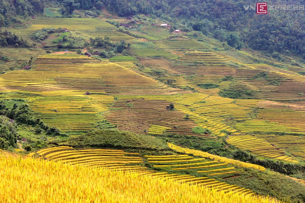 Mùa vàng ở Sàng Ma Sáo Lào Cai