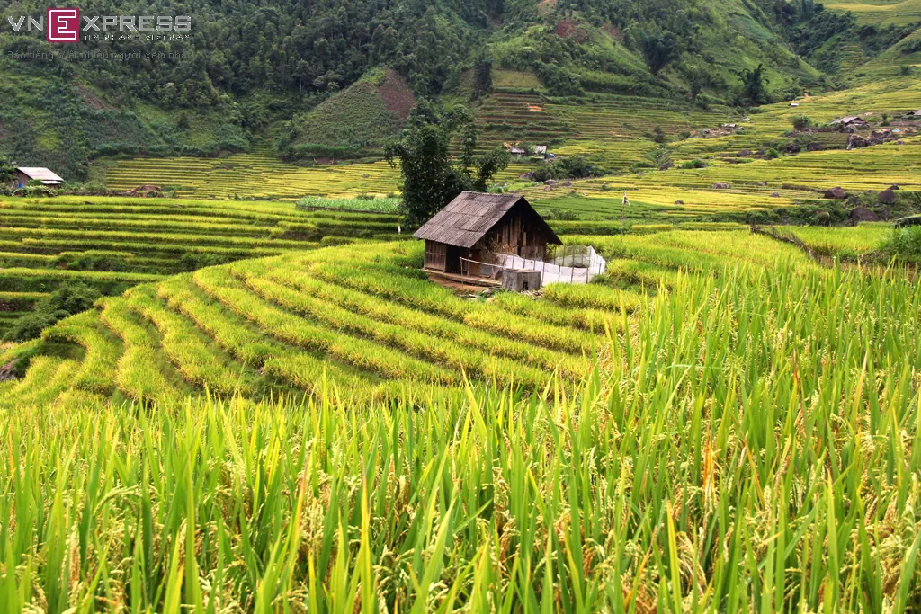 Mùa vàng ở Sàng Ma Sáo Lào Cai