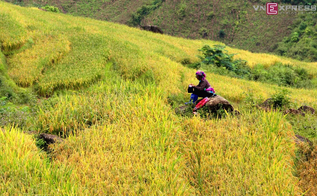 Mùa vàng ở Sàng Ma Sáo Lào Cai